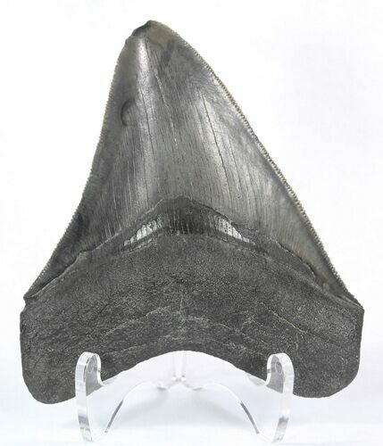 , Serrated Megalodon Tooth - Georgia #52403